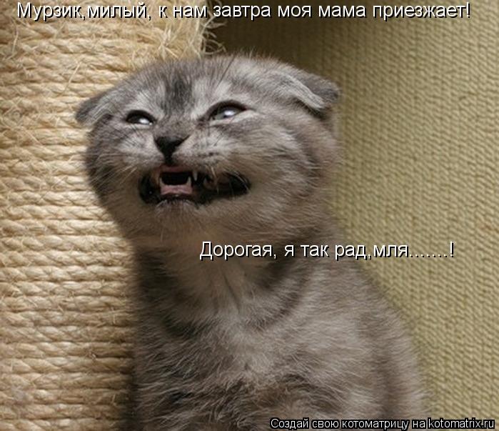 Мурзик,милый, к нам завтра моя мама приезжает! Дорогая, я так рад,мля.......!... Котоматрица: Мурзик,милый, к нам завтра моя мама приезжает! Дорогая, я так рад,мля.......!