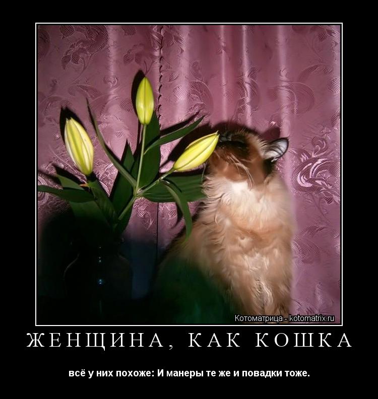 Женщина, как кошка всё у них похоже: И манеры те же и повадки тоже…... Котоматрица: Женщина, как кошка всё у них похоже: И манеры те же и повадки тоже…
