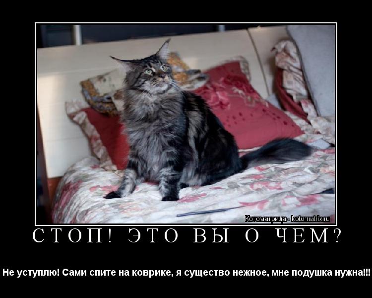 Котоматрица: Стоп! Это вы о чём? Не уступлю! Сами спите на коврике, я существо нежное, мне подушка нужна!!!