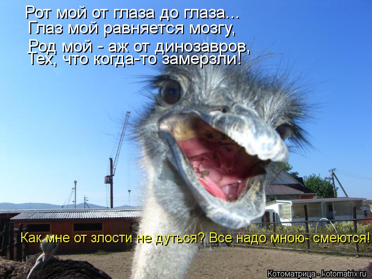 Рот мой от глаза до глаза... Глаз мой равняется мозгу, Род мой - аж от динозавров, Тех, что когда-то ... Котоматрица: Рот мой от глаза до глаза... Глаз мой равняется мозгу, Род мой - аж от динозавров, Тех, что когда-то замерзли! Как мне от злости не дуться? Все на