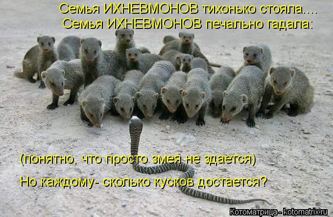 Семья ИХНЕВМОНОВ тихонько стояла.... Семья ИХНЕВМОНОВ печально гадала: (понятно, что просто змея не з... Котоматрица: Семья ИХНЕВМОНОВ тихонько стояла.... Семья ИХНЕВМОНОВ печально гадала: (понятно, что просто змея не здается) Но каждому- сколько кусков доста