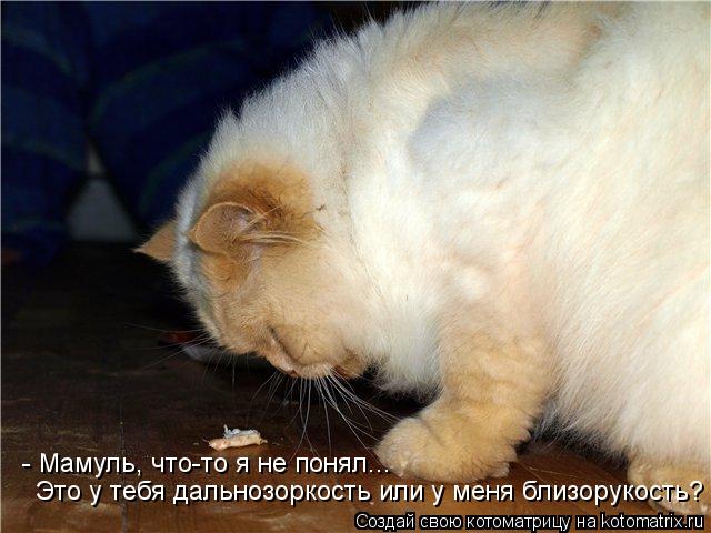 Котоматрица: - Мамуль, что-то я не понял... Это у тебя дальнозоркость или у меня близорукость?