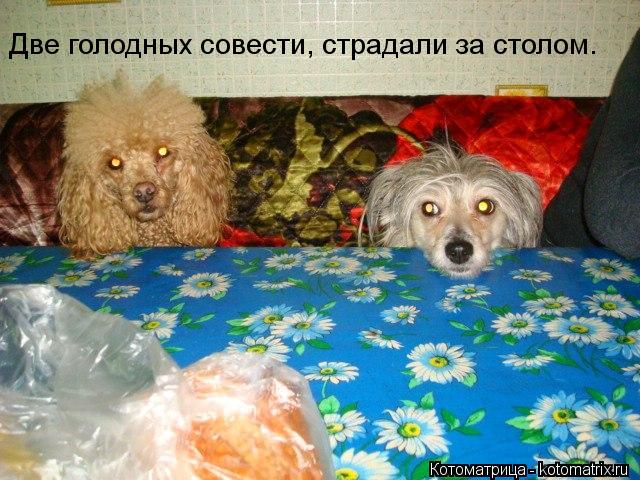 Котоматрица: Две голодных совести, страдали за столом.