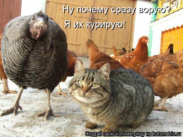 Котоматрица: Ну почему сразу ворую? Я их курирую!