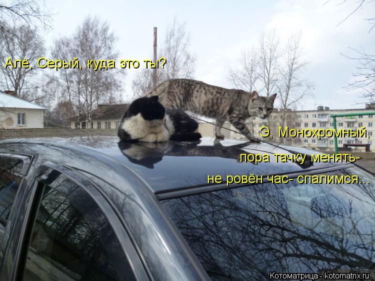 Котоматрица: Алё, Серый, куда это ты? Э, Монохромный, пора тачку менять- не ровён час- спалимся...
