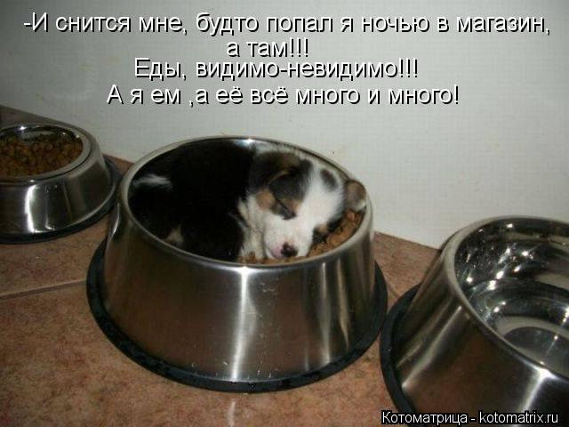 Котоматрица: -И снится мне, будто попал я ночью в магазин, а там!!! Еды, видимо-невидимо!!! А я ем ,а её всё много и много!