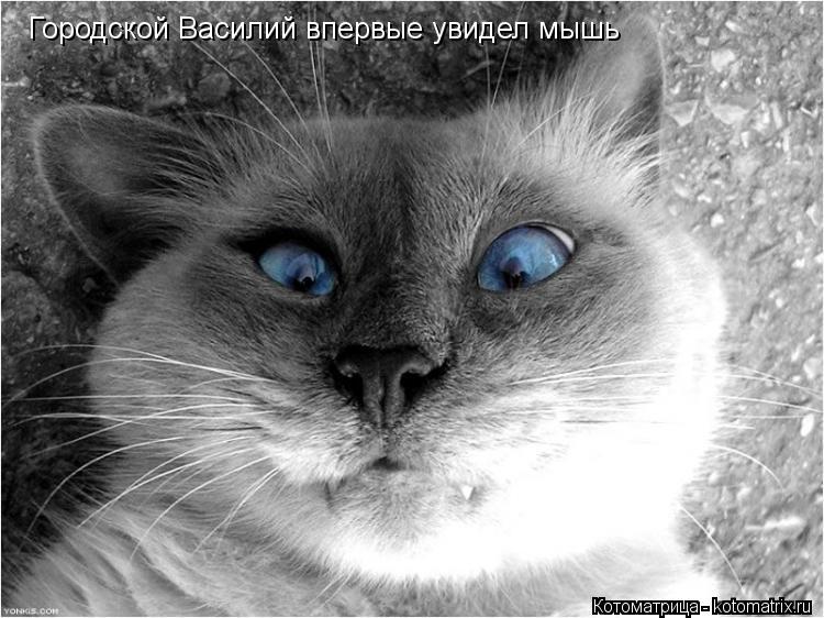 Котоматрица: Городской Василий впервые увидел мышь