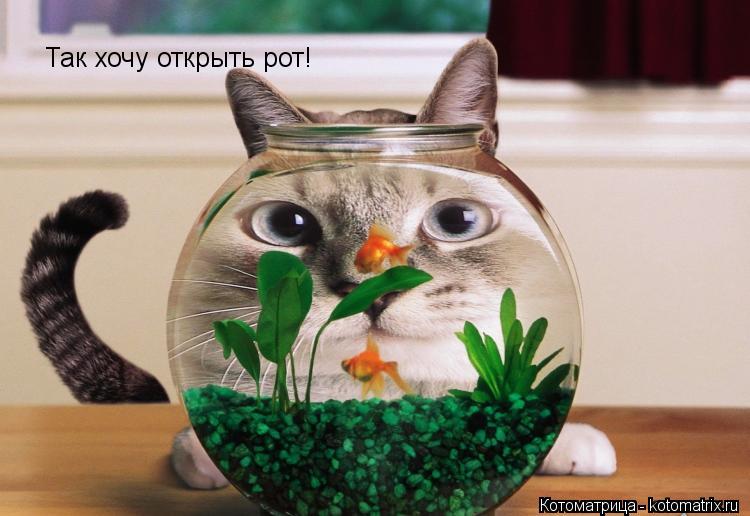 Котоматрица: Так хочу открыть рот!