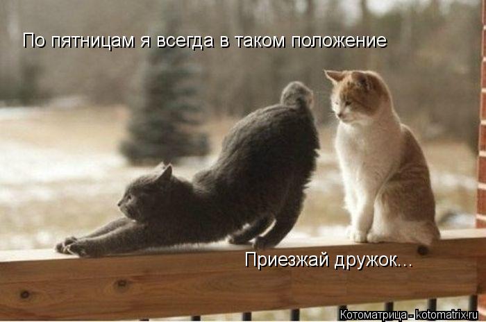 Котоматрица: По пятницам я всегда в таком положение Приезжай дружок...