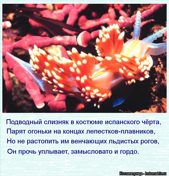 Котоматрица: Подводный слизняк в костюме испанского чёрта, Парят огоньки на концах лепестков-плавников, Но не растопить им венчающих льдистых рогов, Он 