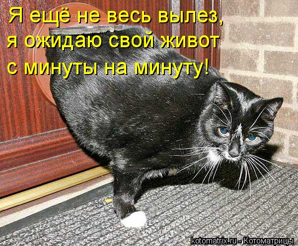 Котоматрица: Я ещё не весь вылез, я ожидаю свой живот  с минуты на минуту!