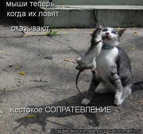Котоматрица: жестокое СОПРАТЕВЛЕНИЕ мыши теперь когда их ловят оказывают