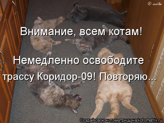 Котоматрица: Внимание, всем котам! Немедленно освободите трассу Коридор-09! Повторяю...