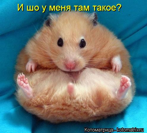 Котоматрица: И шо у меня там такое?