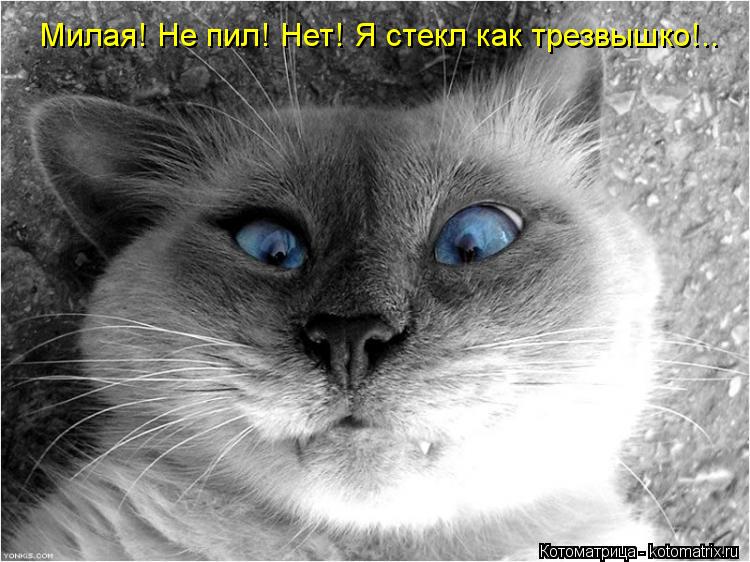 Котоматрица: V\ Милая! Не пил! Нет! Я стекл как трезвышко!..