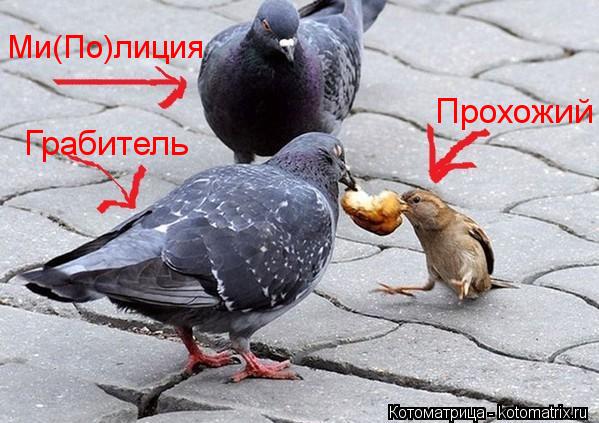 Котоматрица: Ми(По)лиция Прохожий Грабитель
