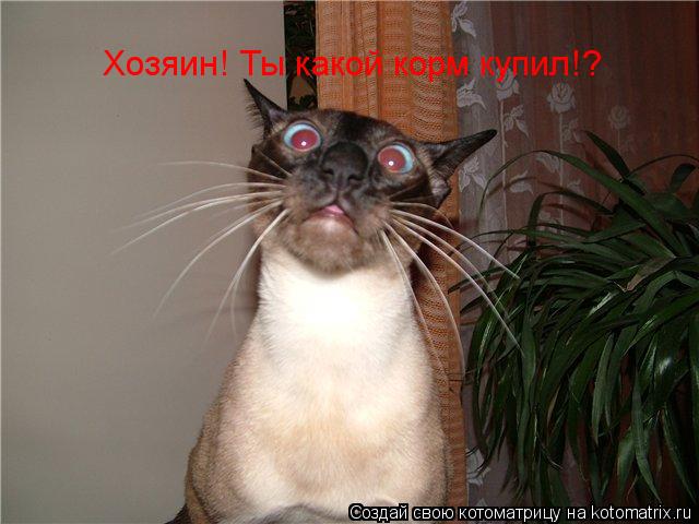 Котоматрица: Хозяин! Ты какой корм купил!?