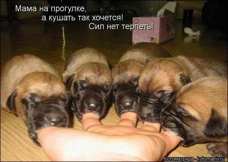Котоматрица: а кушать так хочется! Мама на прогулке, Сил нет терпеть!