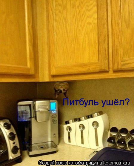 Котоматрица: Питбуль ушёл?
