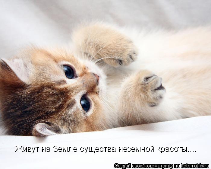 Котоматрица: Живут на Земле существа неземной красоты....