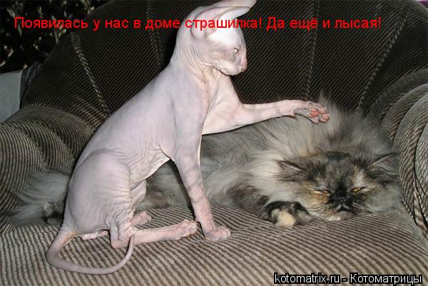 Котоматрица: Появилась у нас в доме страшилка! Да ещё и лысая!