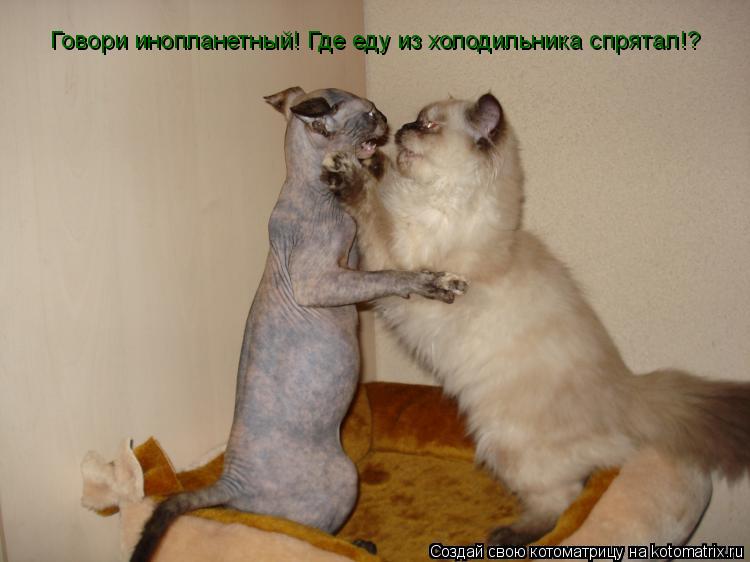Котоматрица: Говори инопланетный! Где еду из холодильника спрятал!?