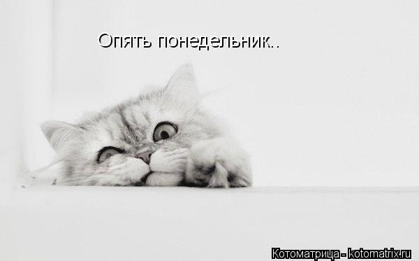 Котоматрица: Опять понедельник..