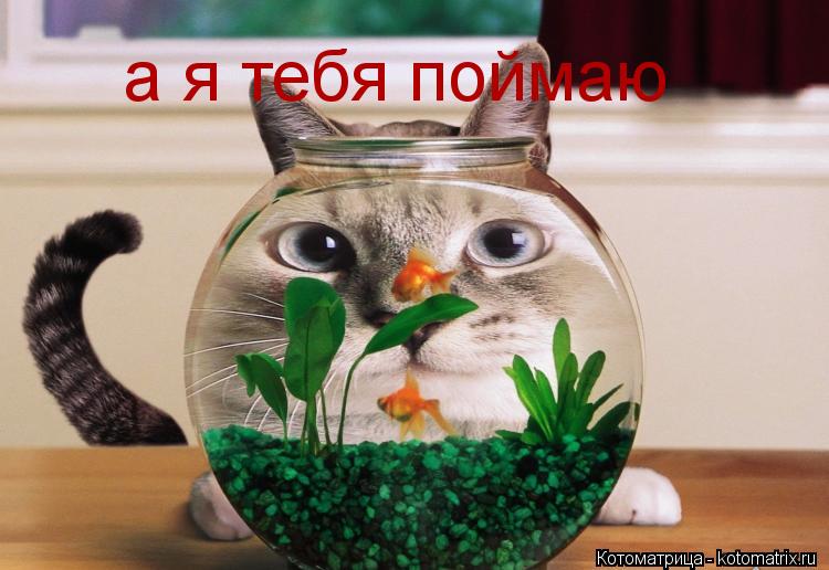 Котоматрица: а я тебя поймаю