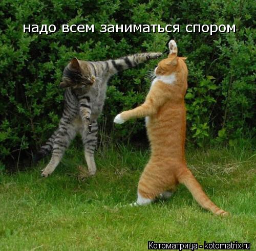 надо всем заниматься спором... Котоматрица: надо всем заниматься спором