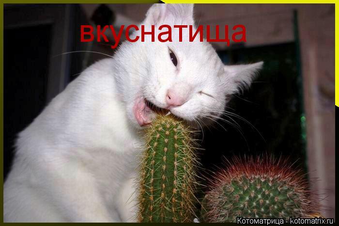 вкуснатища... Котоматрица: вкуснатища