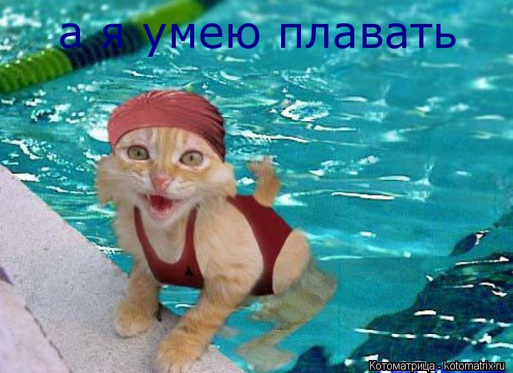 а я умею плавать... Котоматрица: а я умею плавать