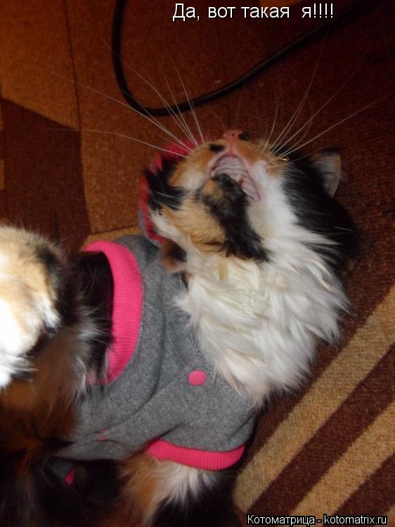 Да, вот такая я!!!!... Котоматрица: Да, вот такая я!!!!