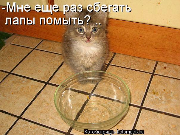 -Мне еще раз сбегать лапы помыть? ..... Котоматрица: -Мне еще раз сбегать лапы помыть? ..