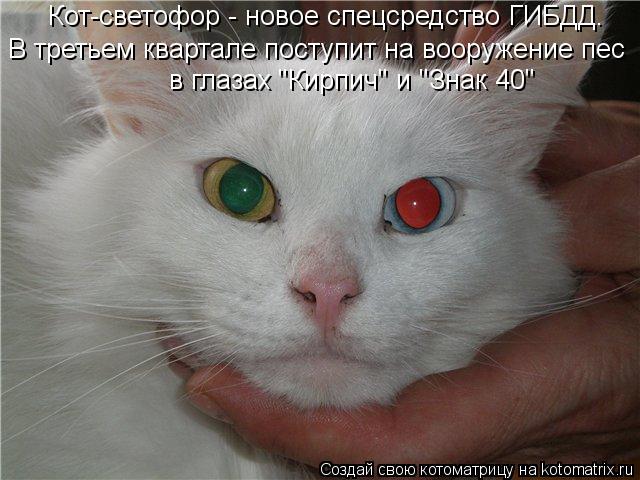 В третьем квартале поступит на вооружение пес в глазах "Кирпич" и "Знак 40" Кот-светофор - новое спец... Котоматрица: В третьем квартале поступит на вооружение пес в глазах "Кирпич" и "Знак 40" Кот-светофор - новое спецсредство ГИБДД.