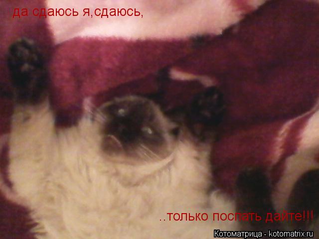 да сдаюсь я,сдаюсь, ..только поспать дайте!!!... Котоматрица: да сдаюсь я,сдаюсь, ..только поспать дайте!!!