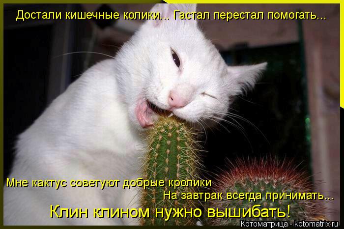 Котоматрица: Достали кишечные колики... Гастал перестал помогать... Мне кактус советуют добрые кролики  На завтрак всегда принимать... Клин клином нужно в