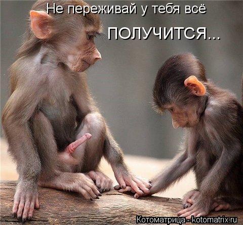 Котоматрица: Не переживай у тебя всё ПОЛУЧИТСЯ...