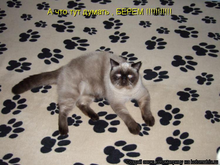 Котоматрица: А что тут думать , БЕРЕМ !!!!!!!!!!!