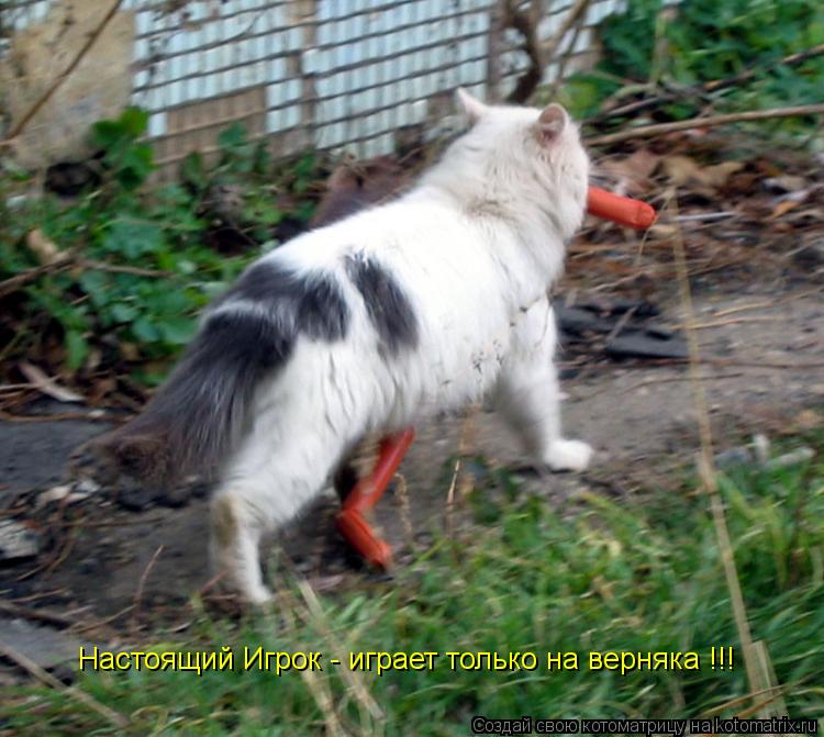 Котоматрица: Настоящий Игрок - играет только на верняка !!!