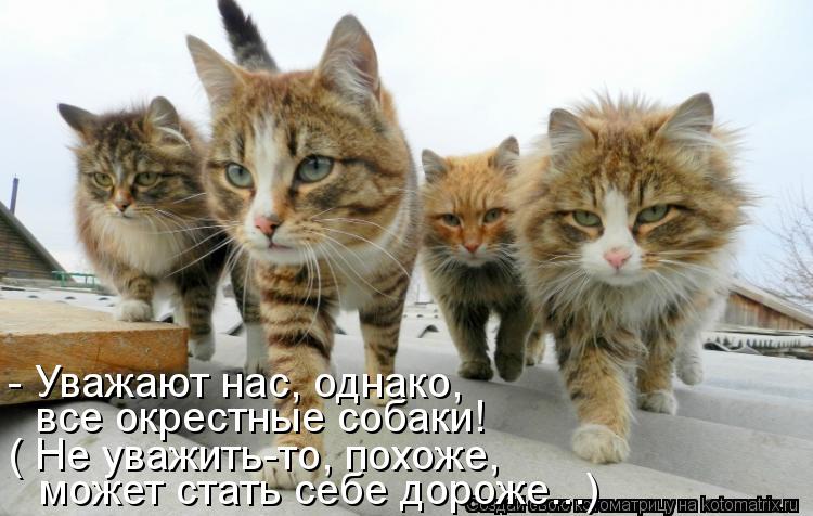 все окрестные собаки! может стать себе дороже...) ( Не уважить-то, похоже, - Уважают нас, однако,... Котоматрица: все окрестные собаки! может стать себе дороже...) ( Не уважить-то, похоже, - Уважают нас, однако,
