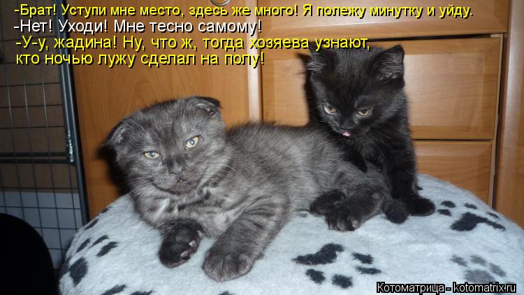 Котоматрица: -Нет! Уходи! Мне тесно самому! -У-у, жадина! Ну, что ж, тогда хозяева узнают, кто ночью лужу сделал на полу! -Брат! Уступи мне место, здесь же мног