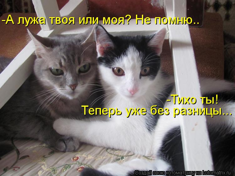 -А лужа твоя или моя? Не помню.. Теперь уже без разницы... -Тихо ты!... Котоматрица: -А лужа твоя или моя? Не помню.. Теперь уже без разницы... -Тихо ты!