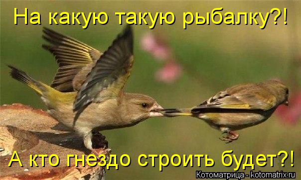 На какую такую рыбалку?! А кто гнездо строить будет?!... Котоматрица: На какую такую рыбалку?! А кто гнездо строить будет?!
