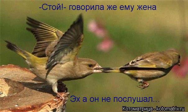 -Стой!- говорила же ему жена Эх а он не послушал...... Котоматрица: -Стой!- говорила же ему жена Эх а он не послушал...