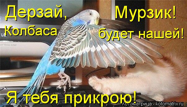 Дерзай, Мурзик! Я тебя прикрою! Колбаса будет нашей!... Котоматрица: Дерзай, Мурзик! Я тебя прикрою! Колбаса будет нашей!