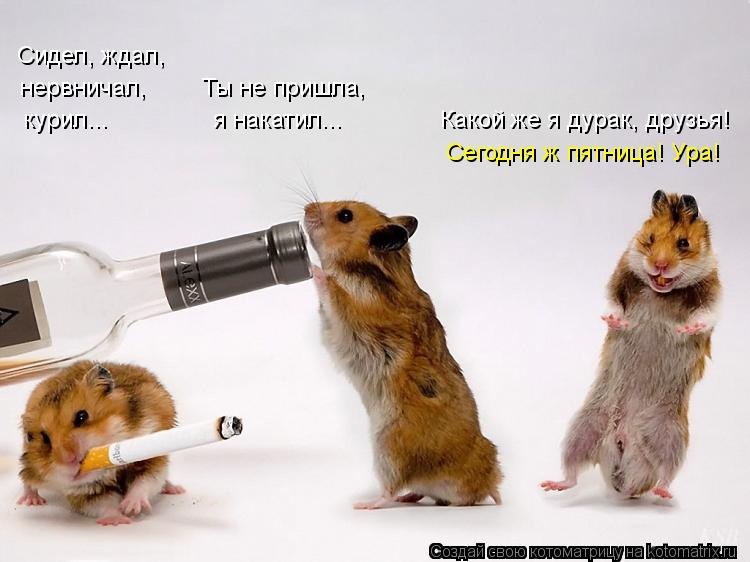 курил... я накатил... Какой же я дурак, друзья! нервничал, Ты не пр... Котоматрица: курил... я накатил... Какой же я дурак, друзья! нервничал, Ты не пришла, Сидел, ждал, Сегодня ж пятница! Ура!