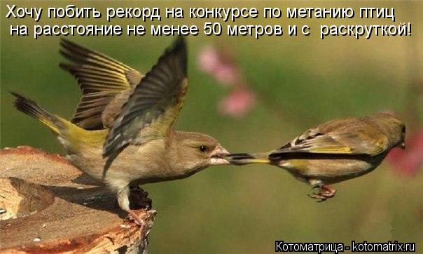 на расстояние не менее 50 метров и с раскруткой! Хочу побить рекорд на конкурсе по метанию птиц... Котоматрица: на расстояние не менее 50 метров и с раскруткой! Хочу побить рекорд на конкурсе по метанию птиц