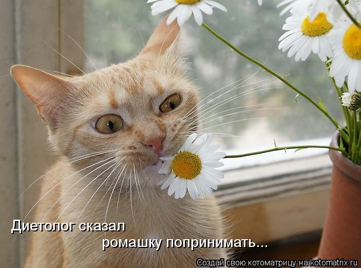 Диетолог сказал ромашку попринимать...... Котоматрица: Диетолог сказал ромашку попринимать...