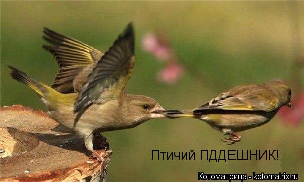 Птичий ПДДЕШНИК!... Котоматрица: Птичий ПДДЕШНИК!