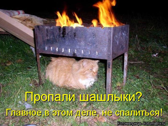 Пропали шашлыки? Главное,в этом деле, не спалиться!... Котоматрица: Пропали шашлыки? Главное,в этом деле, не спалиться!